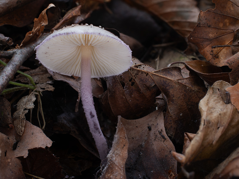 Cystolepiota bucknallii